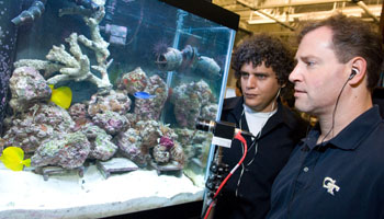Professors Bruce Walker and Gil Weinberg examine fish in a research aquarium